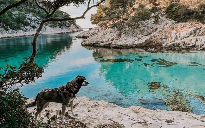 Holidaying with your dog in France experiences, rules, tips
